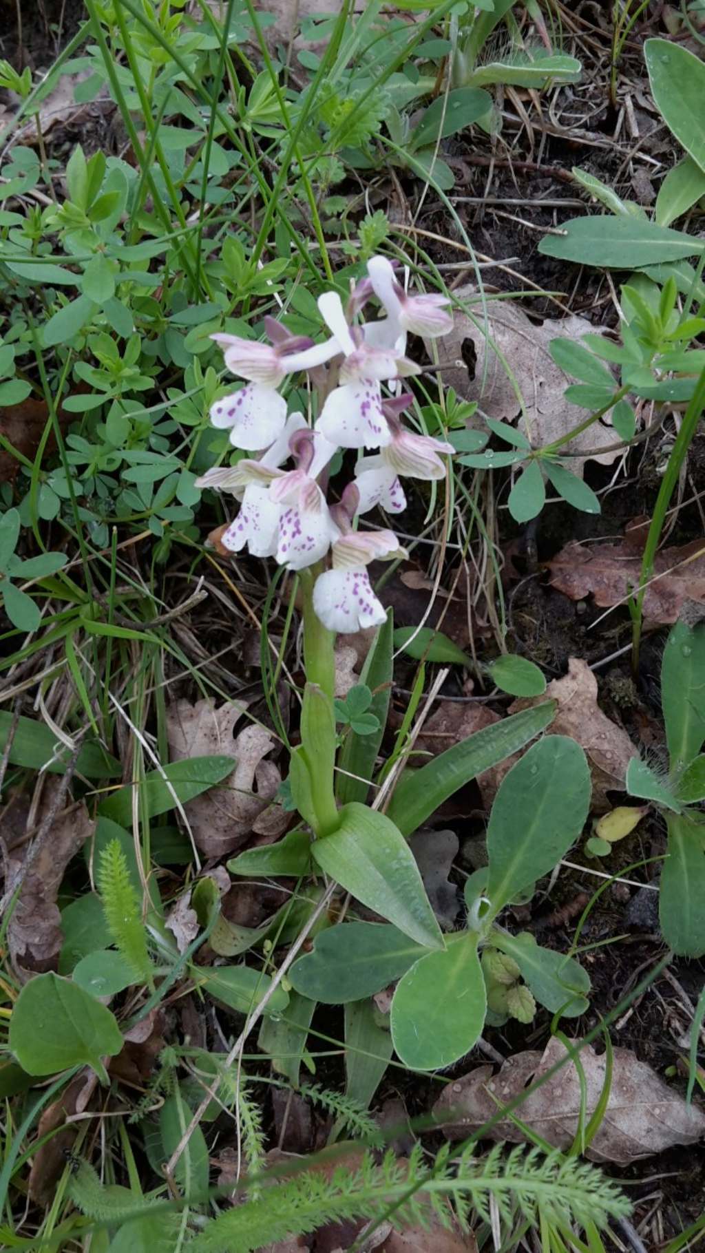 Anacamptis champagneuxii ? forse?