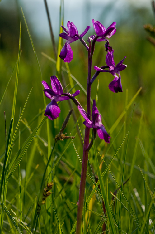 Anacamptis laxiflora