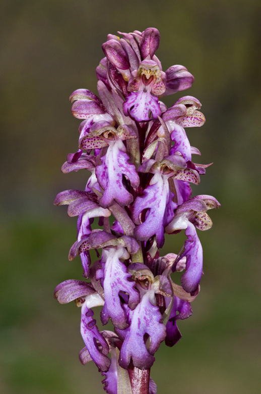 Barlia robertiana / Barlia