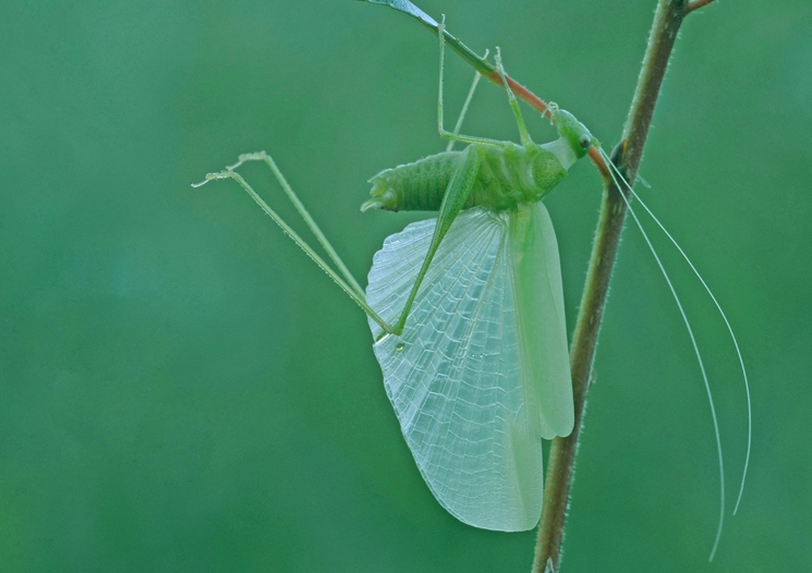 Phaneroptera sp. dopo la muta