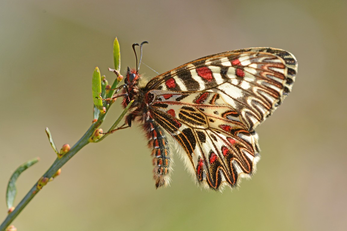 La prima Zerynthia dell''anno