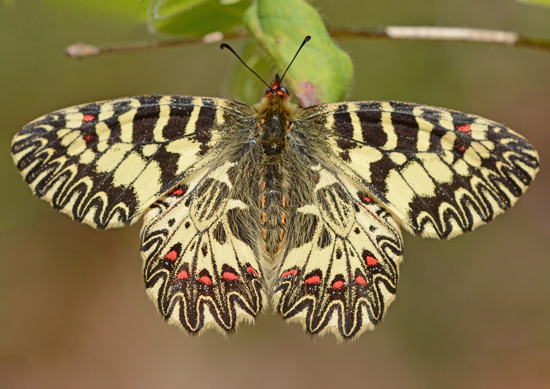 Due Zerynthie, diverse per specie?