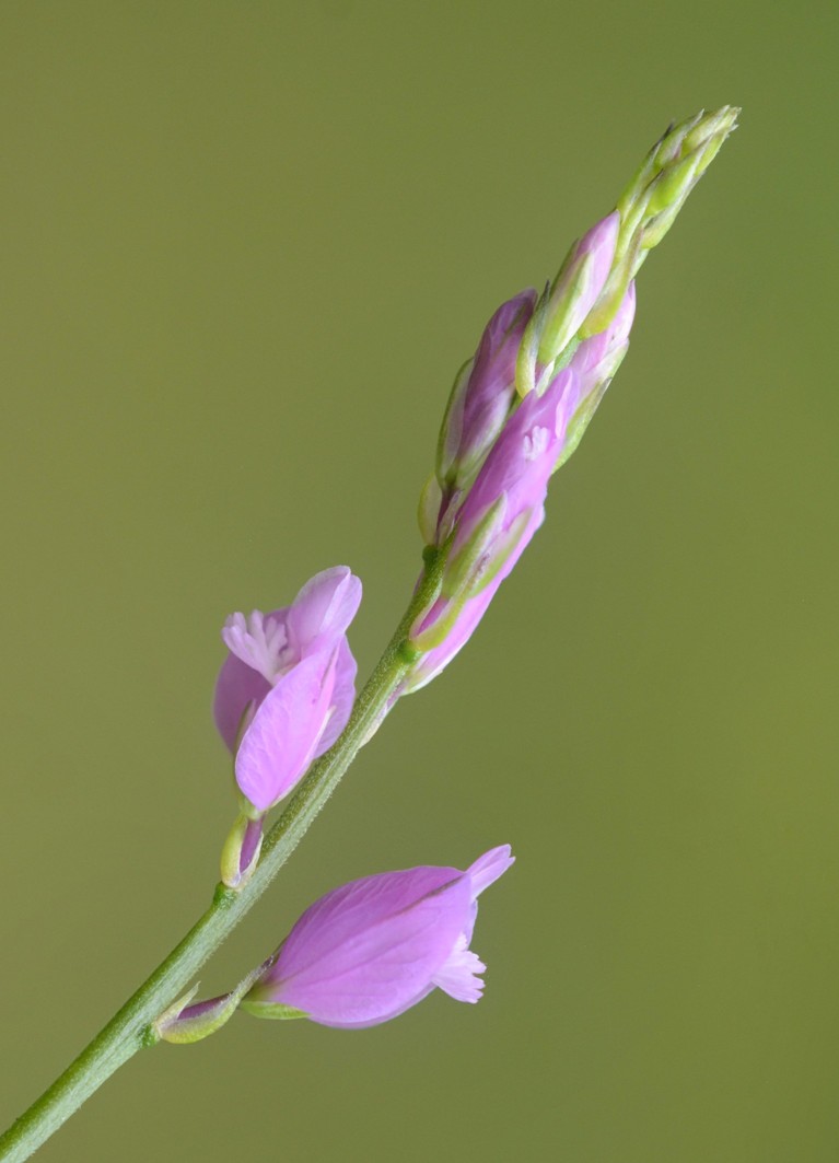 Polygala sp.  (Polygalaceae)