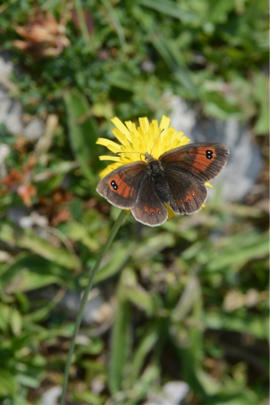 Identificazione licenide