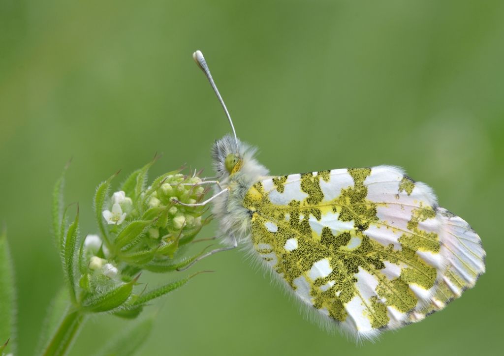 Anthocaris cardamines e.....?