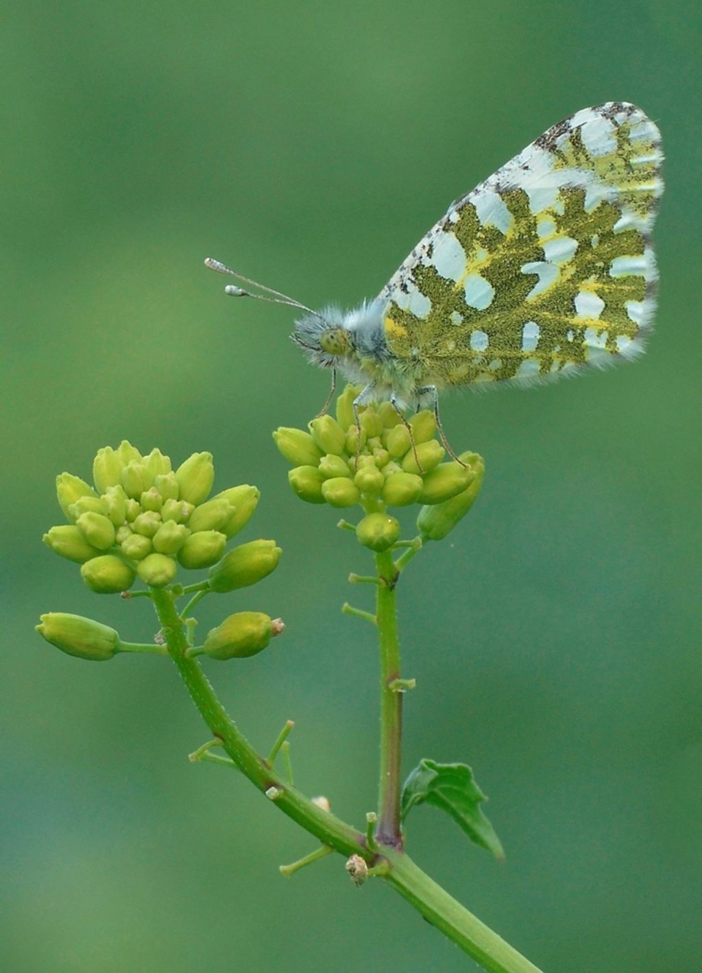 Anthocaris cardamines e.....?