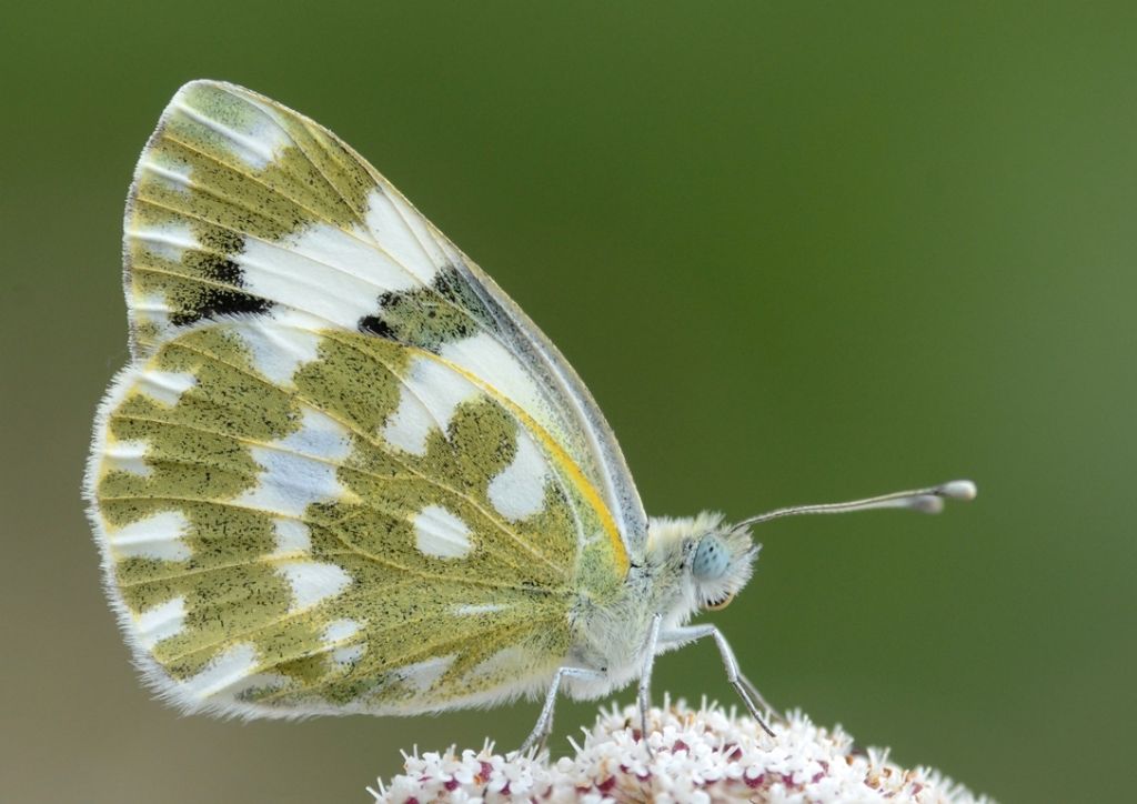 Pontia daplidice o edusa