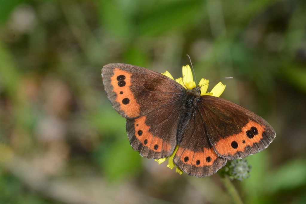 Chiedo conferma per Erebia ligea