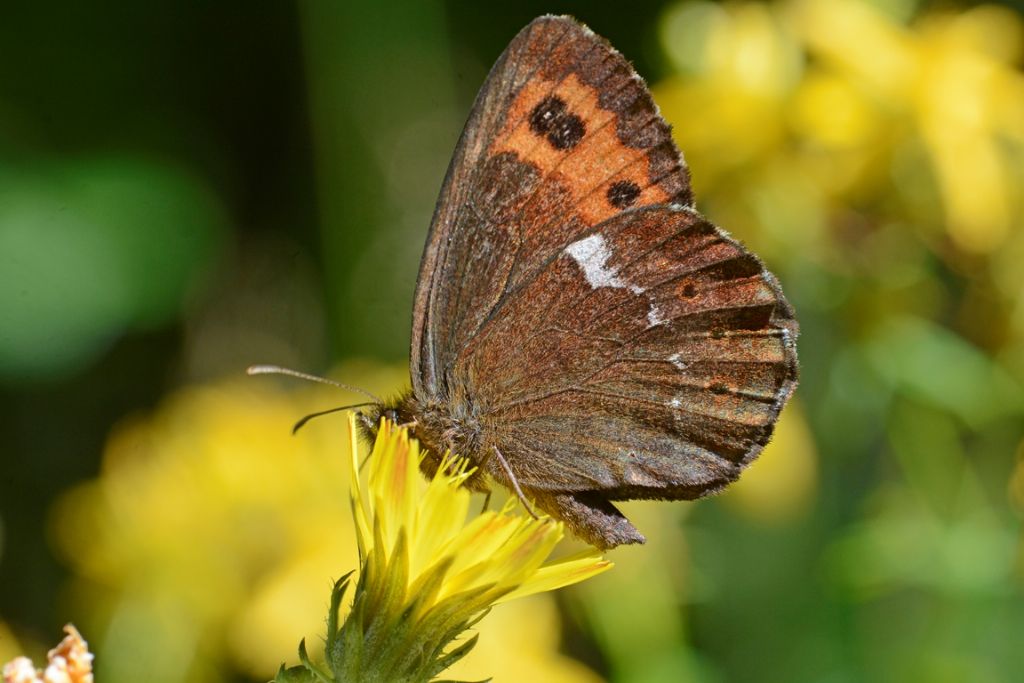 Chiedo conferma per Erebia ligea