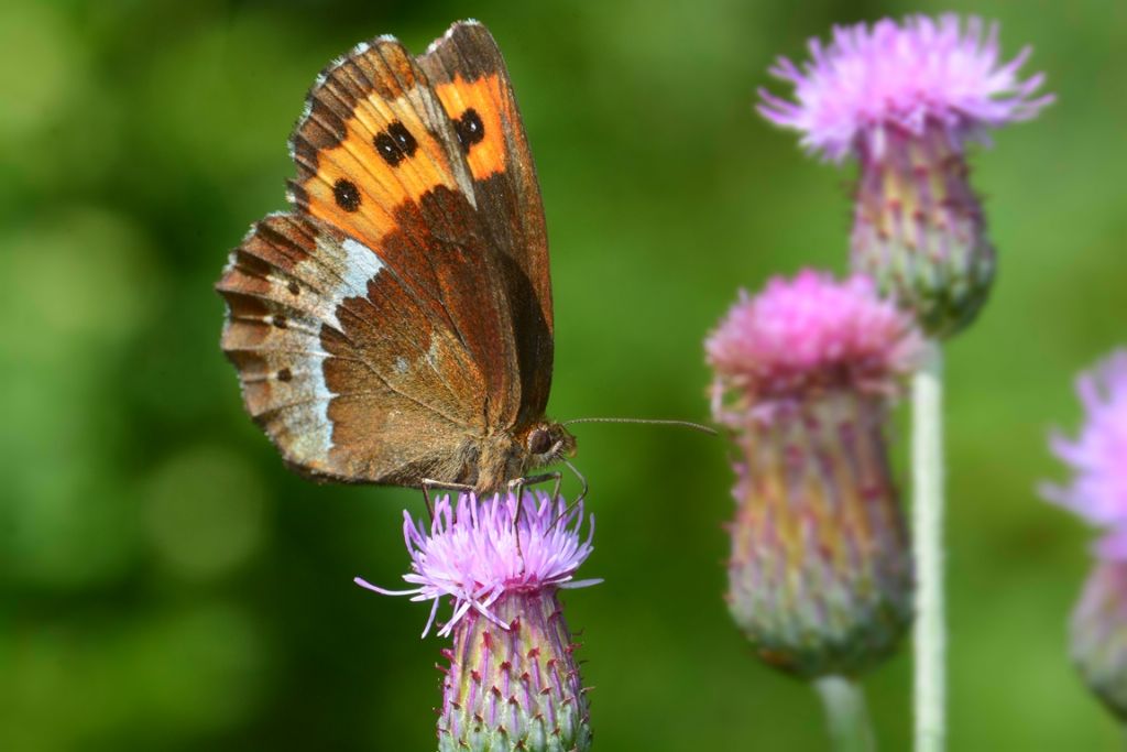 Chiedo conferma per Erebia ligea