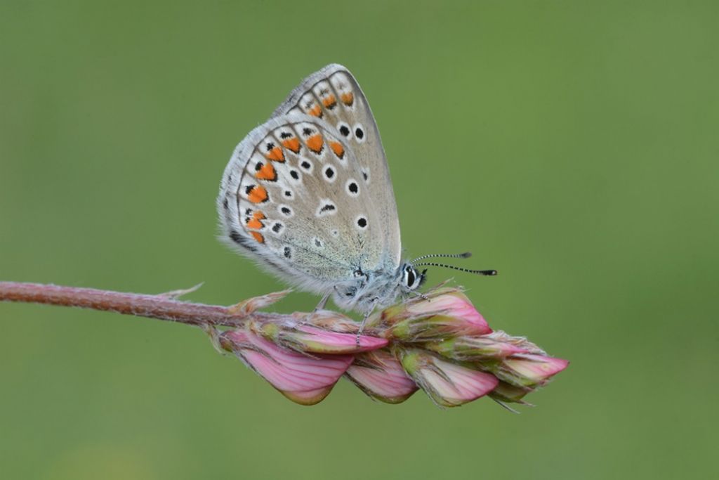 Bellargo femmina variet ceronus?