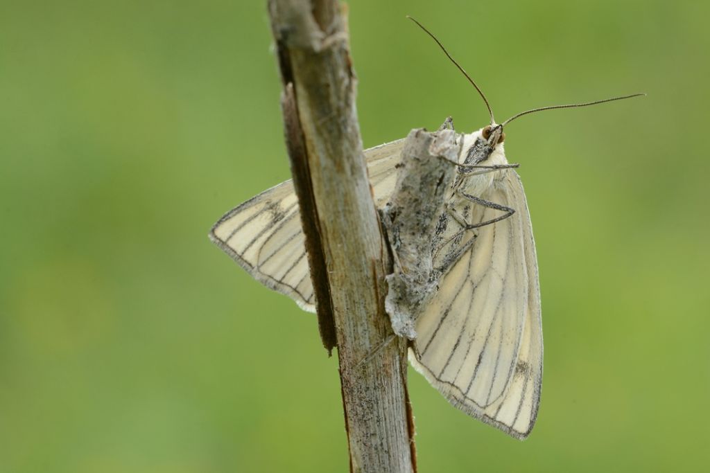 Siona lineata, Geometridae