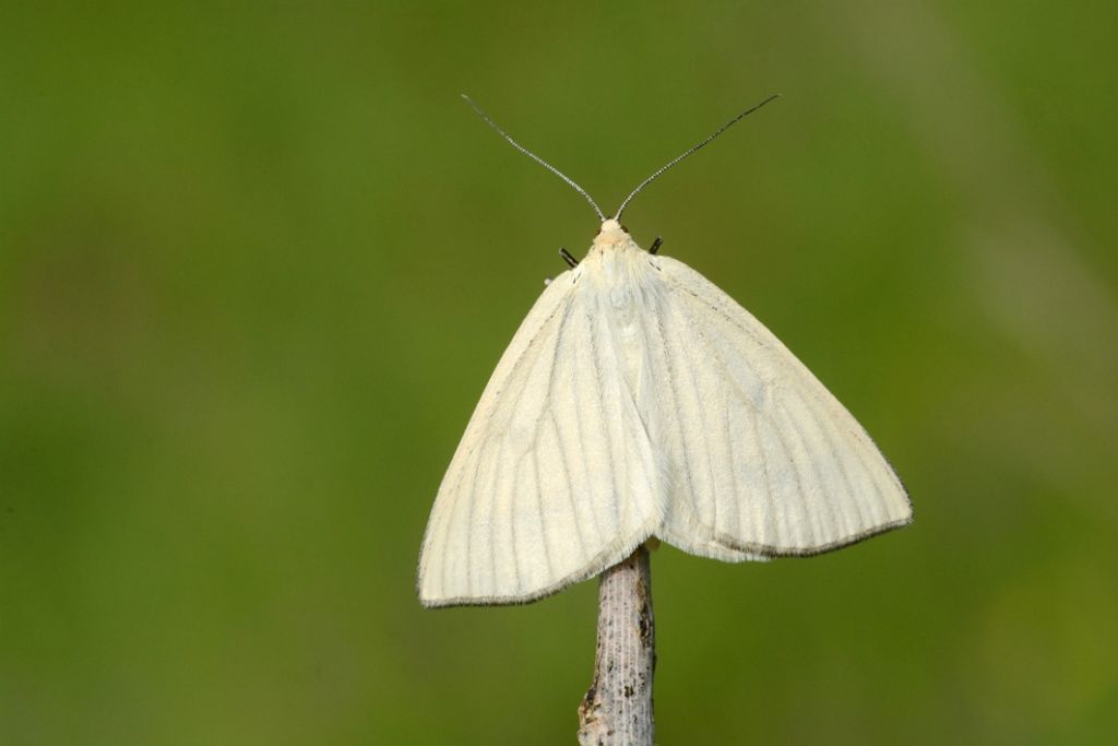 Siona lineata, Geometridae