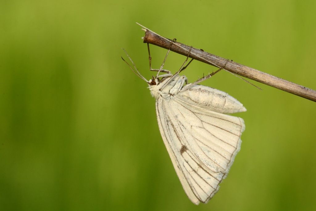 Siona lineata, Geometridae