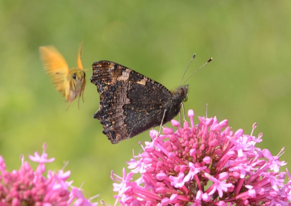 Aglais urticae e spiritello