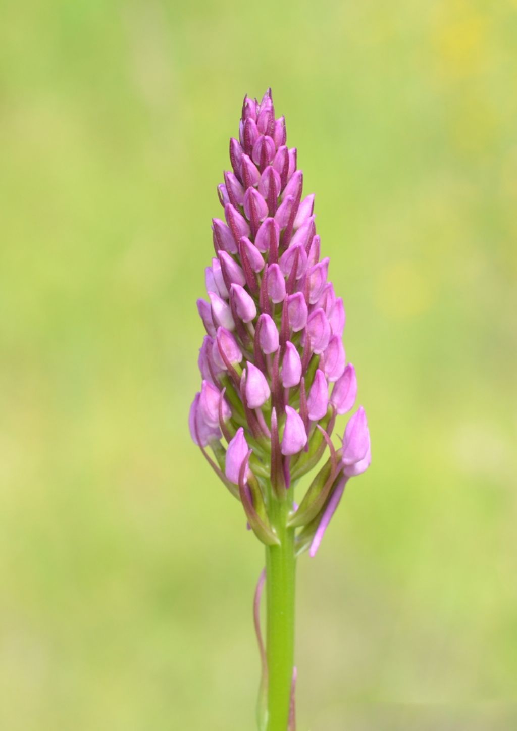 Anacamptis pyramidalis