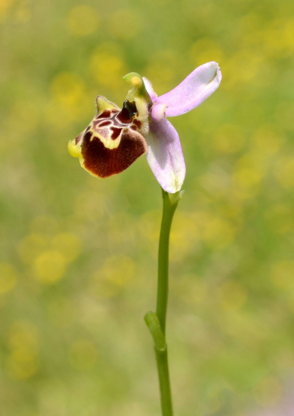 Ophrys fuciflora