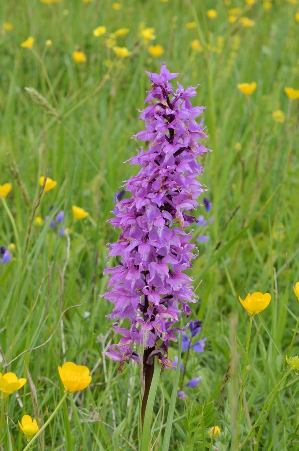 Orchis mascula