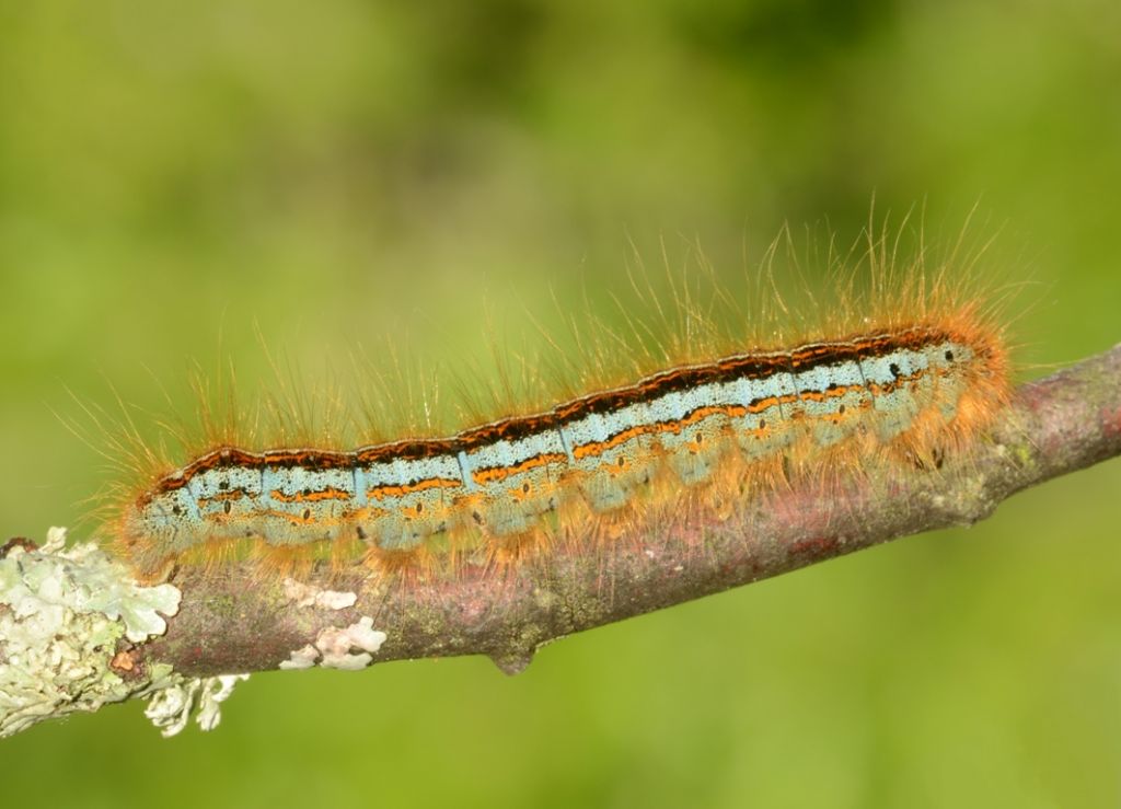 Bruco dai colori belli:  Malacosoma sp. - Lasiocampidae