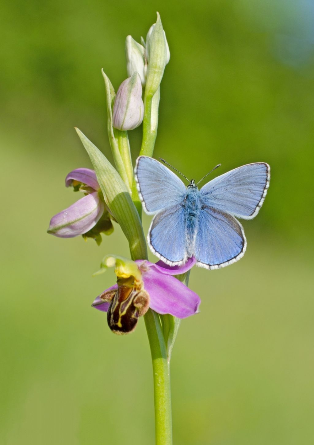 Ophrys apifera  con farfalla