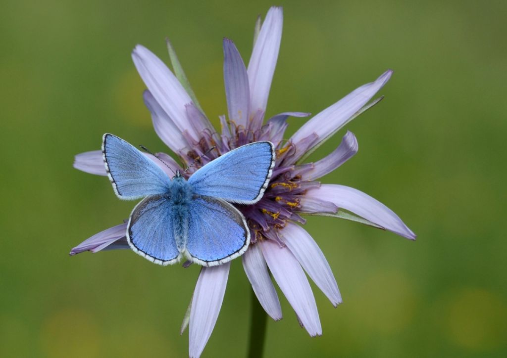 Icarus o Bellargus, per cortesia?