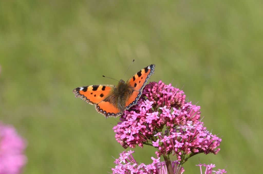 Come lucertole al sole