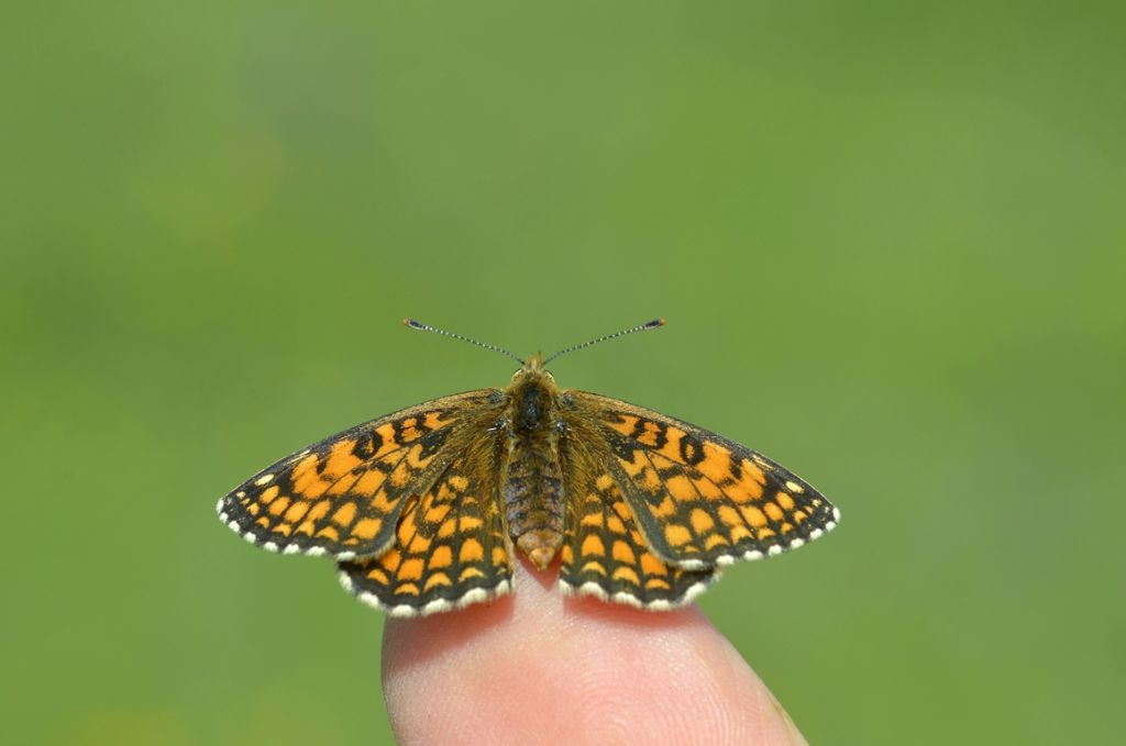 Potrebbe trattarsi di Melitaea athalia?