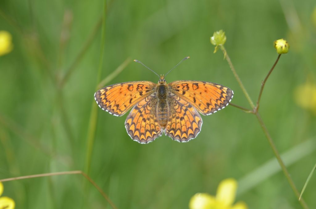 Potrebbe trattarsi di Melitaea athalia?