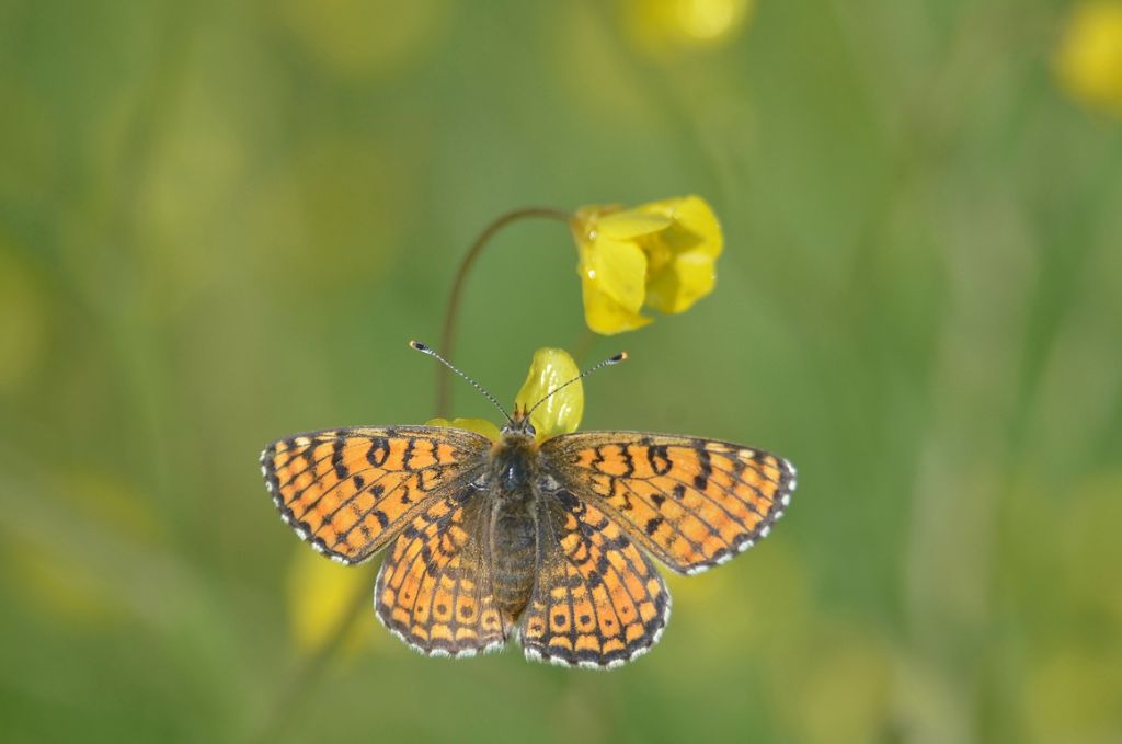 Potrebbe trattarsi di Melitaea athalia?