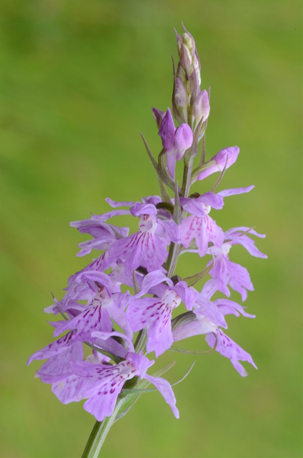 Dactylorhiza maculata subsp. saccifera?