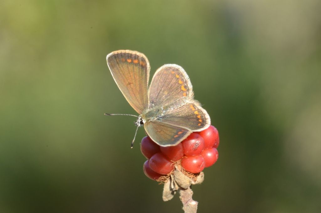 Ci colgo se dico Polyommatus icarus femmina?