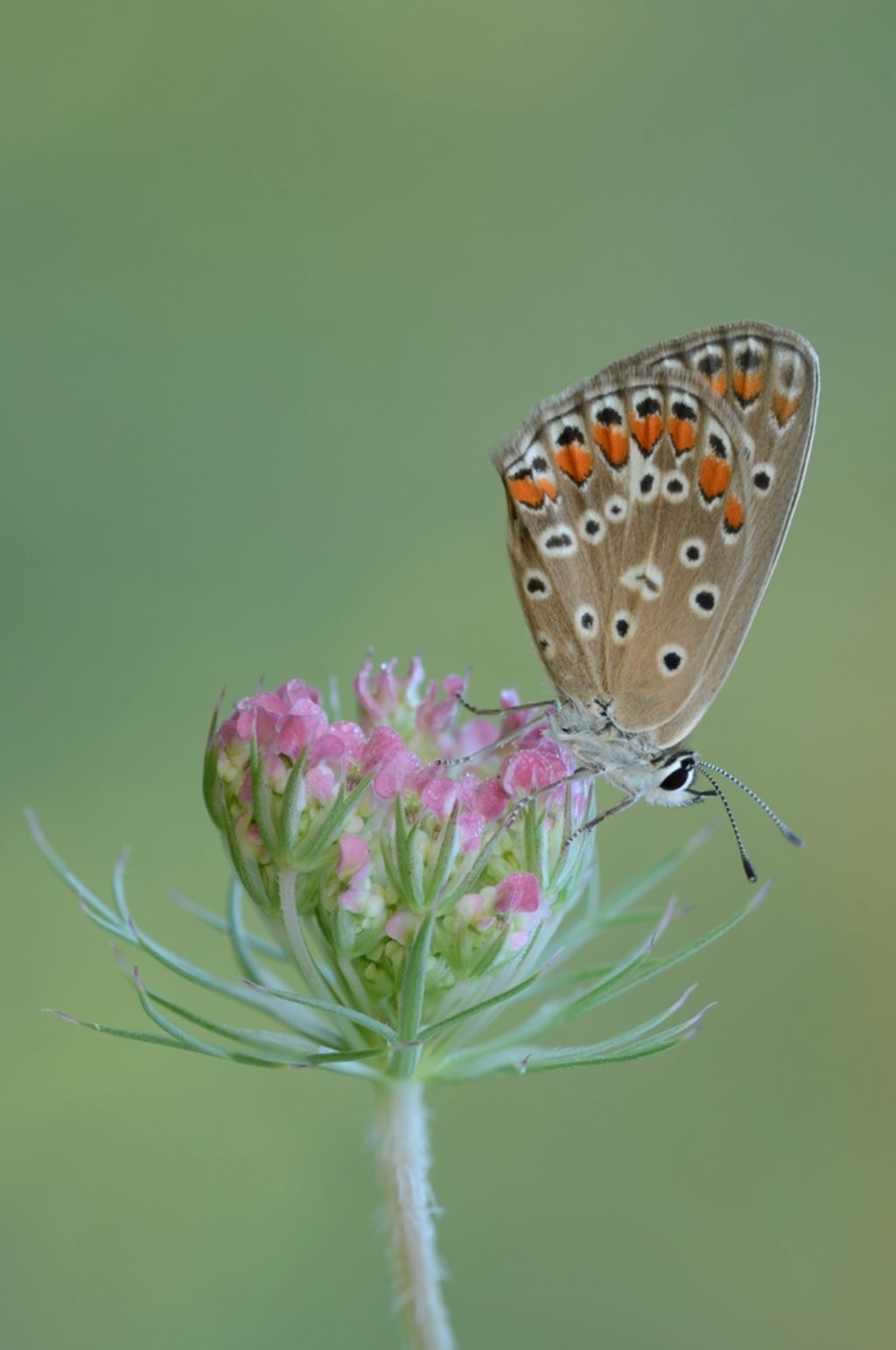 Ci colgo se dico Polyommatus icarus femmina?