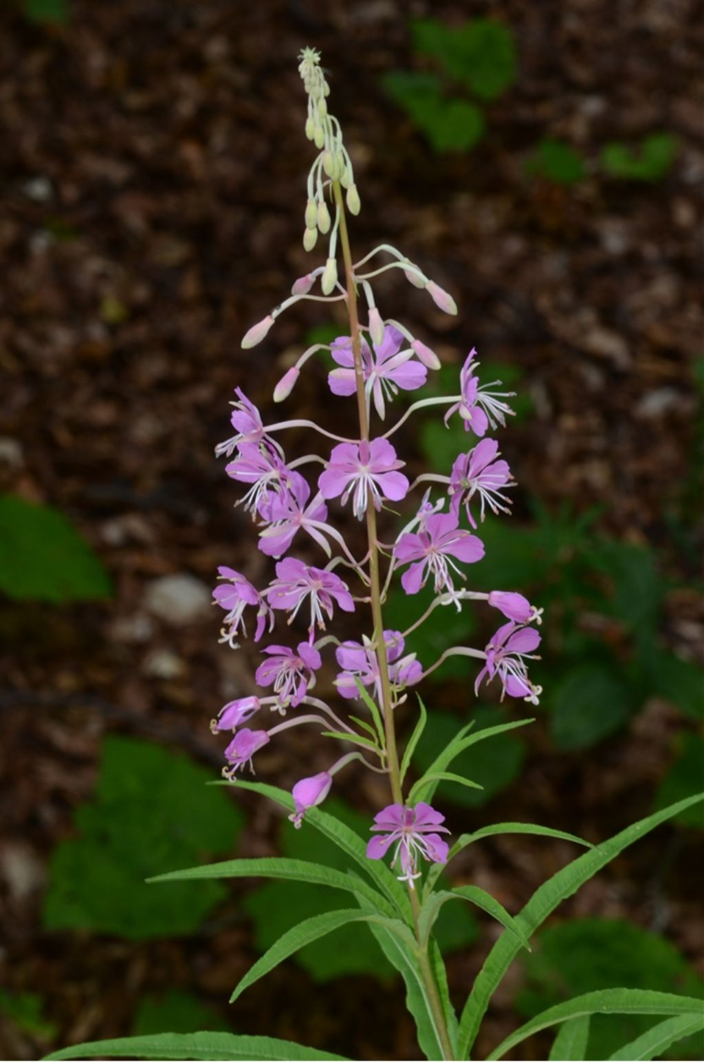 Chamaenerion angustifolium