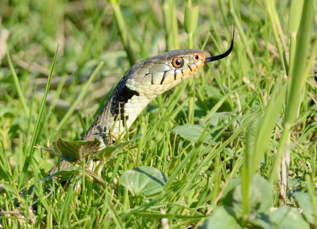 Natrix natrix della provincia di Chieti