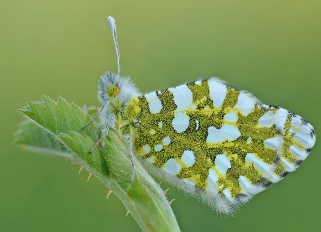 E'' l''Euchloe ausonia?