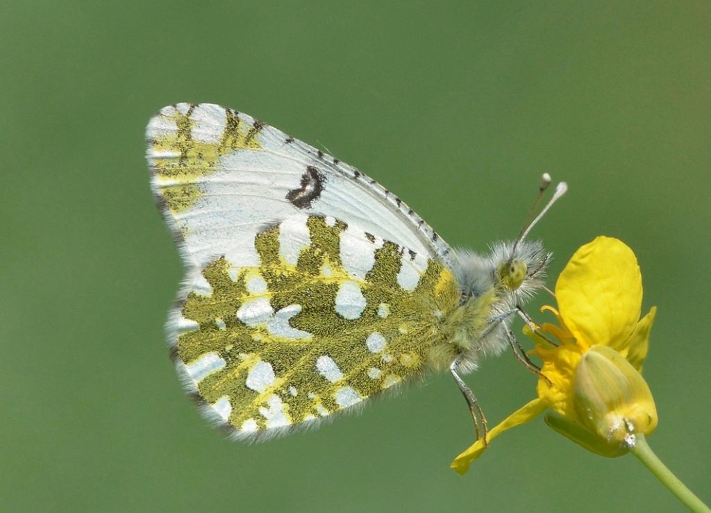 Euchloe ausonia