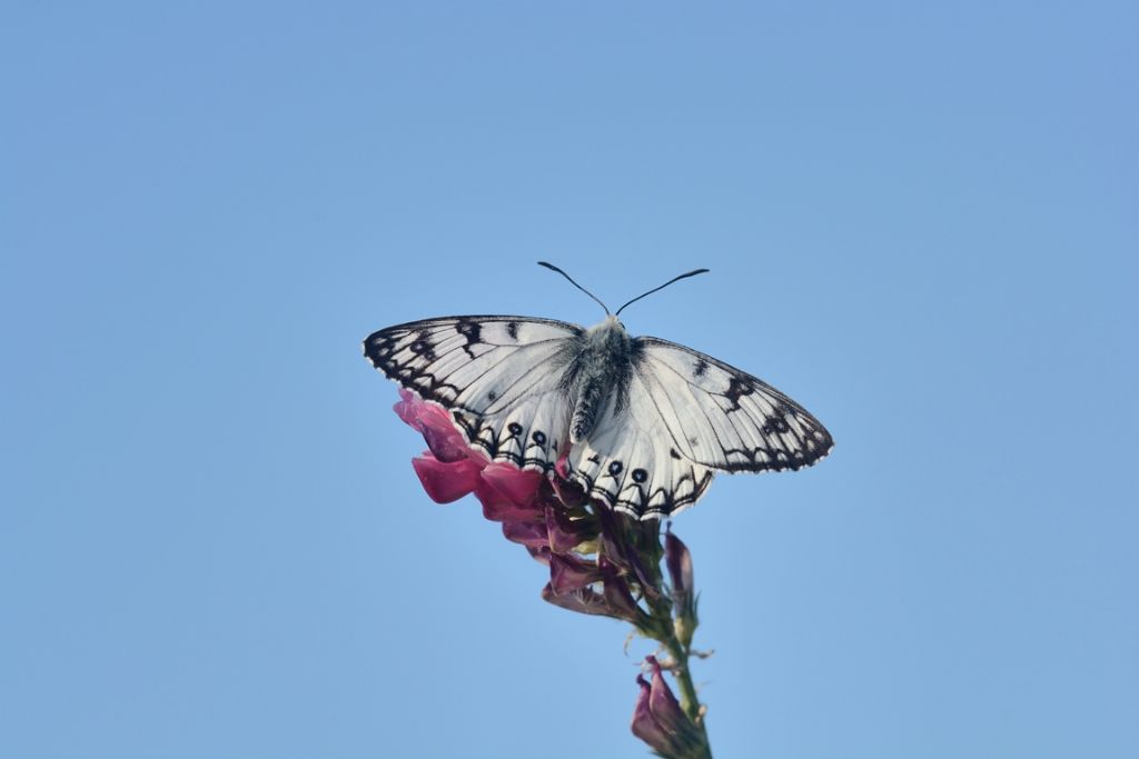 Melanargia arge