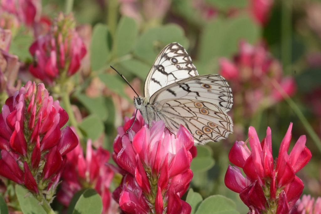 Melanargia arge