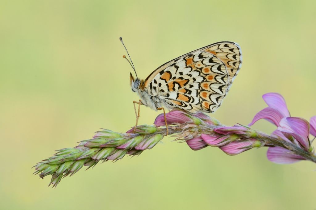 Melitaea ornata