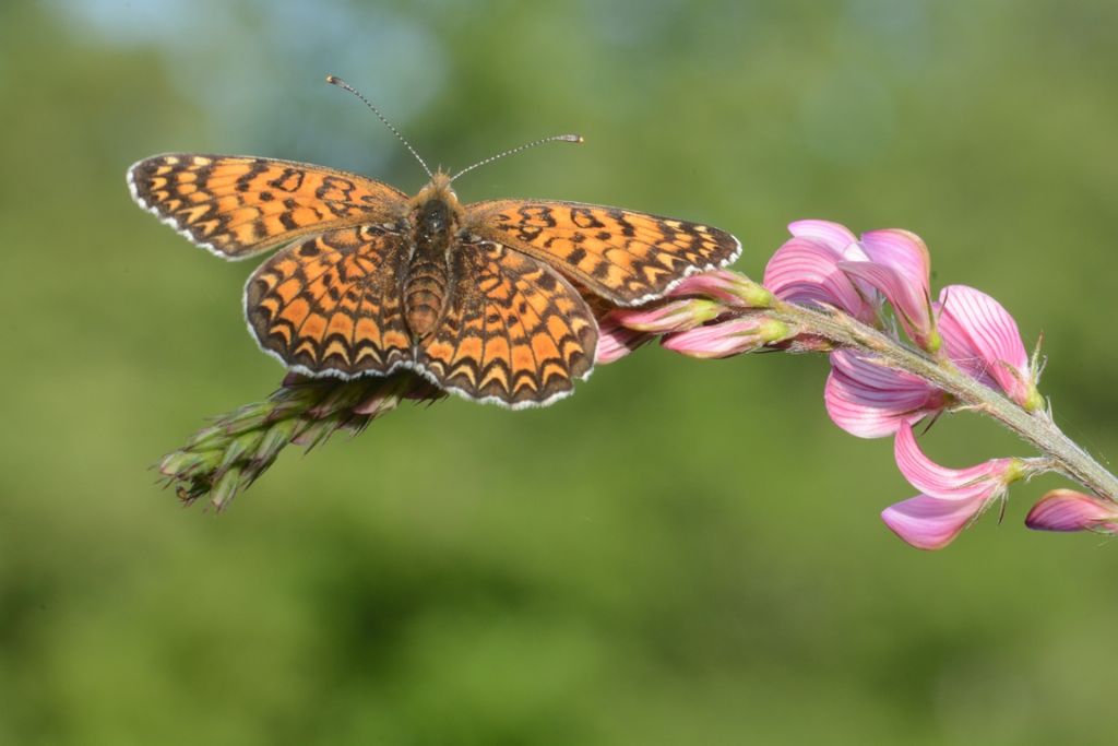 Melitaea ornata