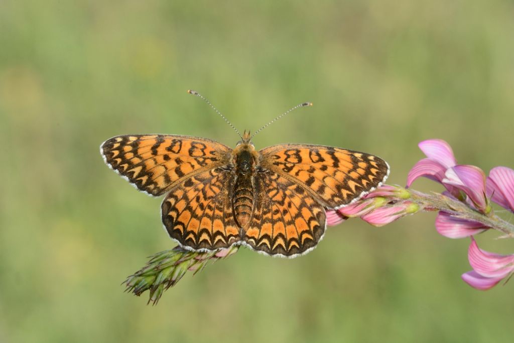 Melitaea ornata