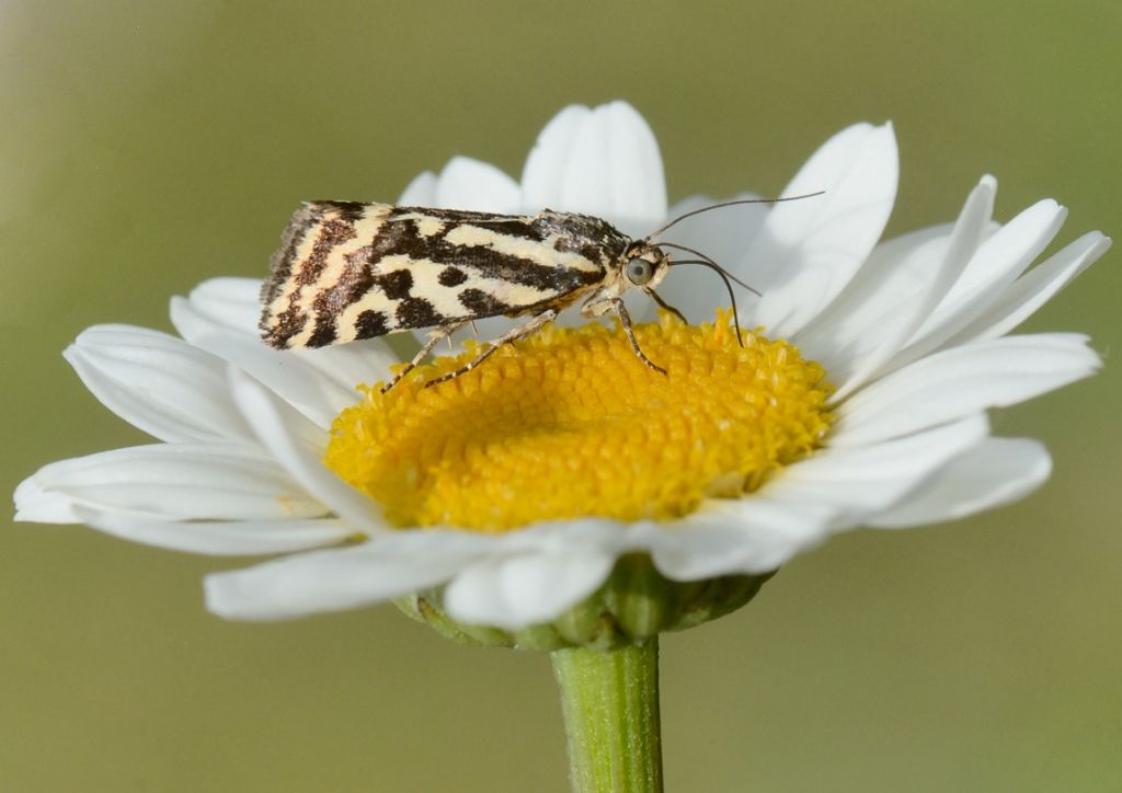 Farfallina da identificare - Acontia (Emmelia) trabealis