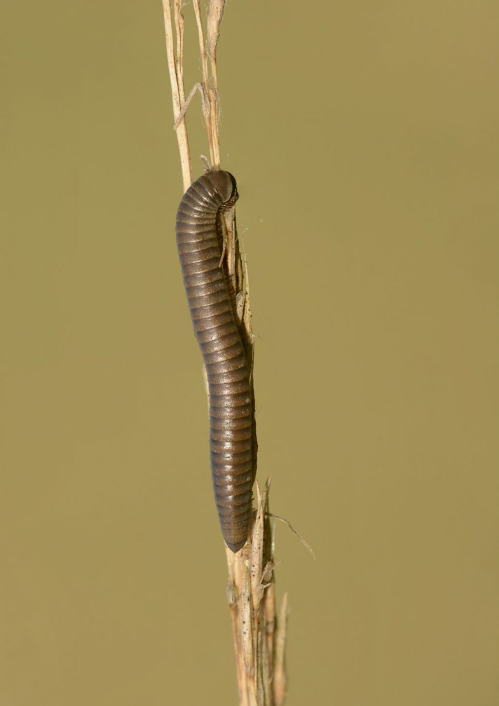 Pachyiulus sp. (Julidae)