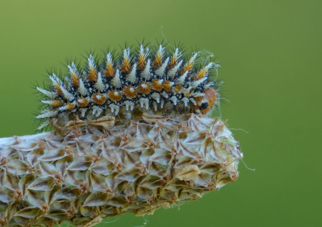 Melitaea cinxia