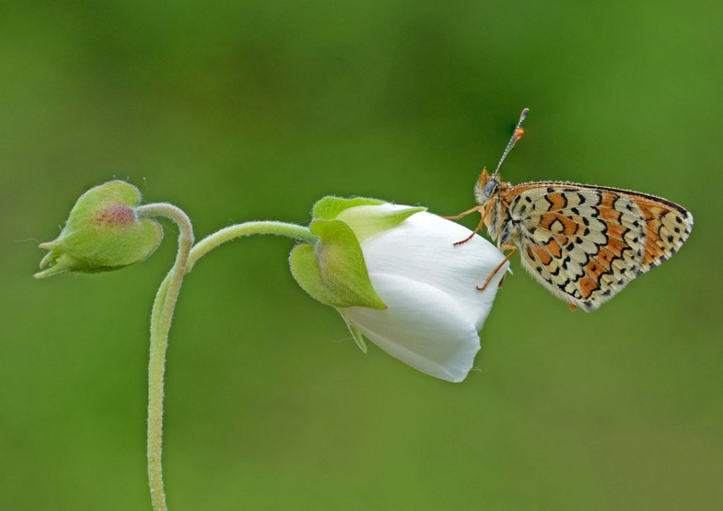 Melitaea cinxia