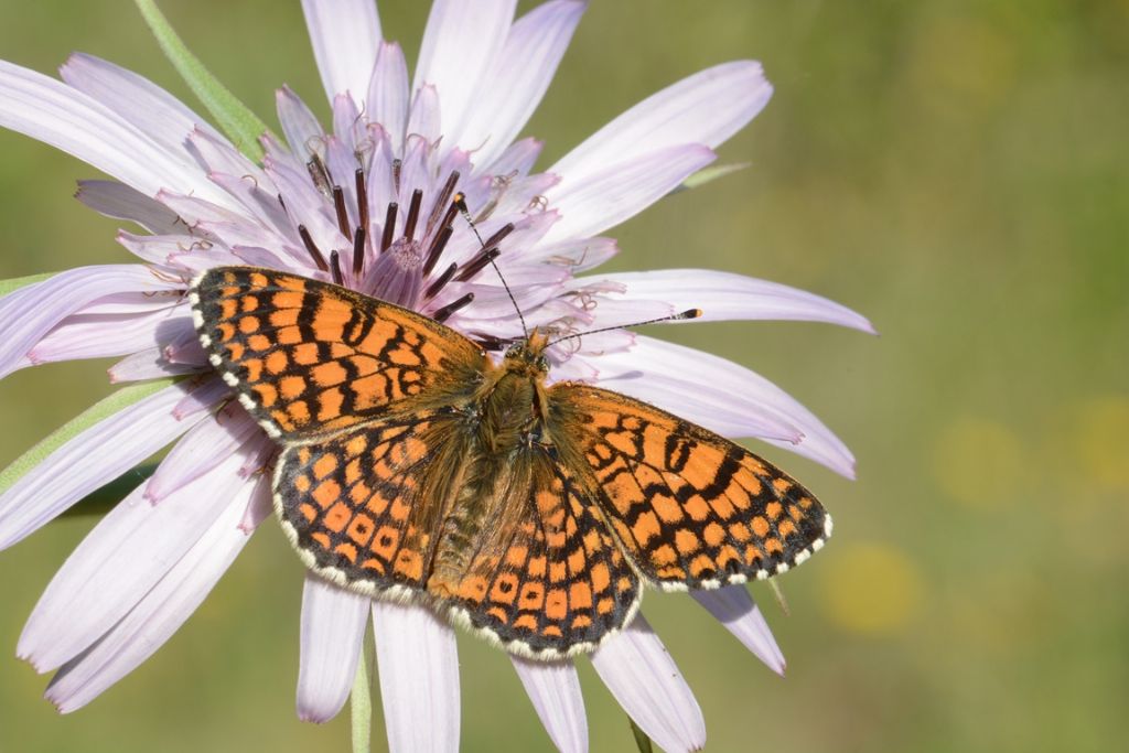 Melitaea cinxia