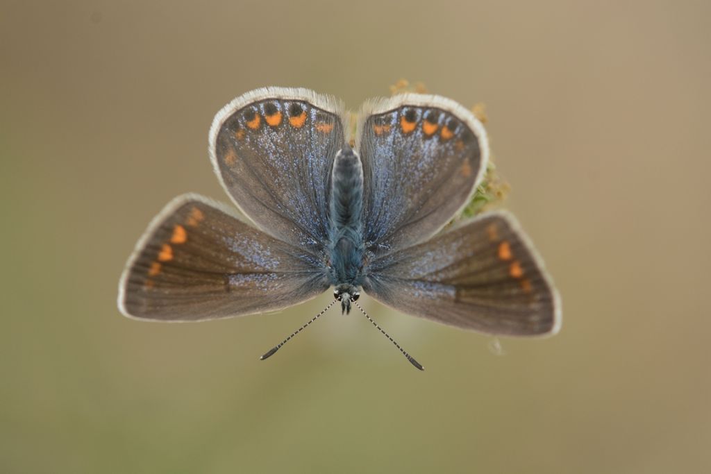 Polyommatus icarus o thersites