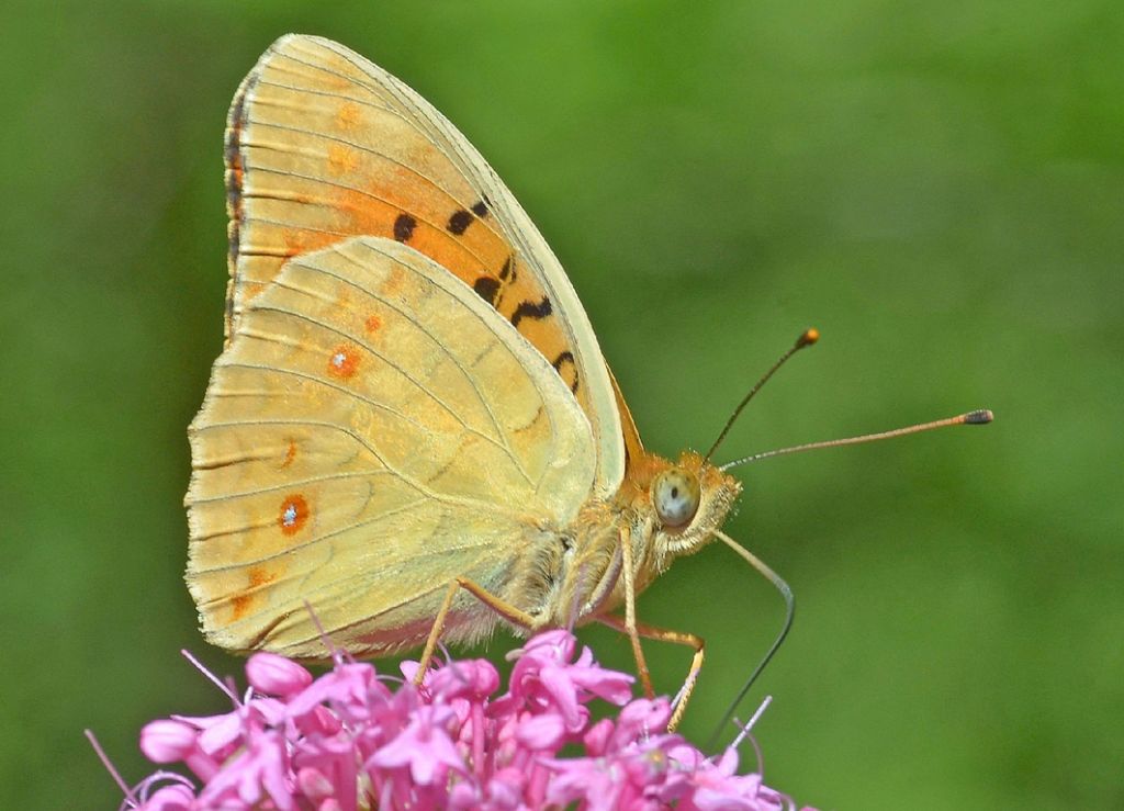 Dovrebbe essere una Argynnis - A.adippe f.cleodoxa