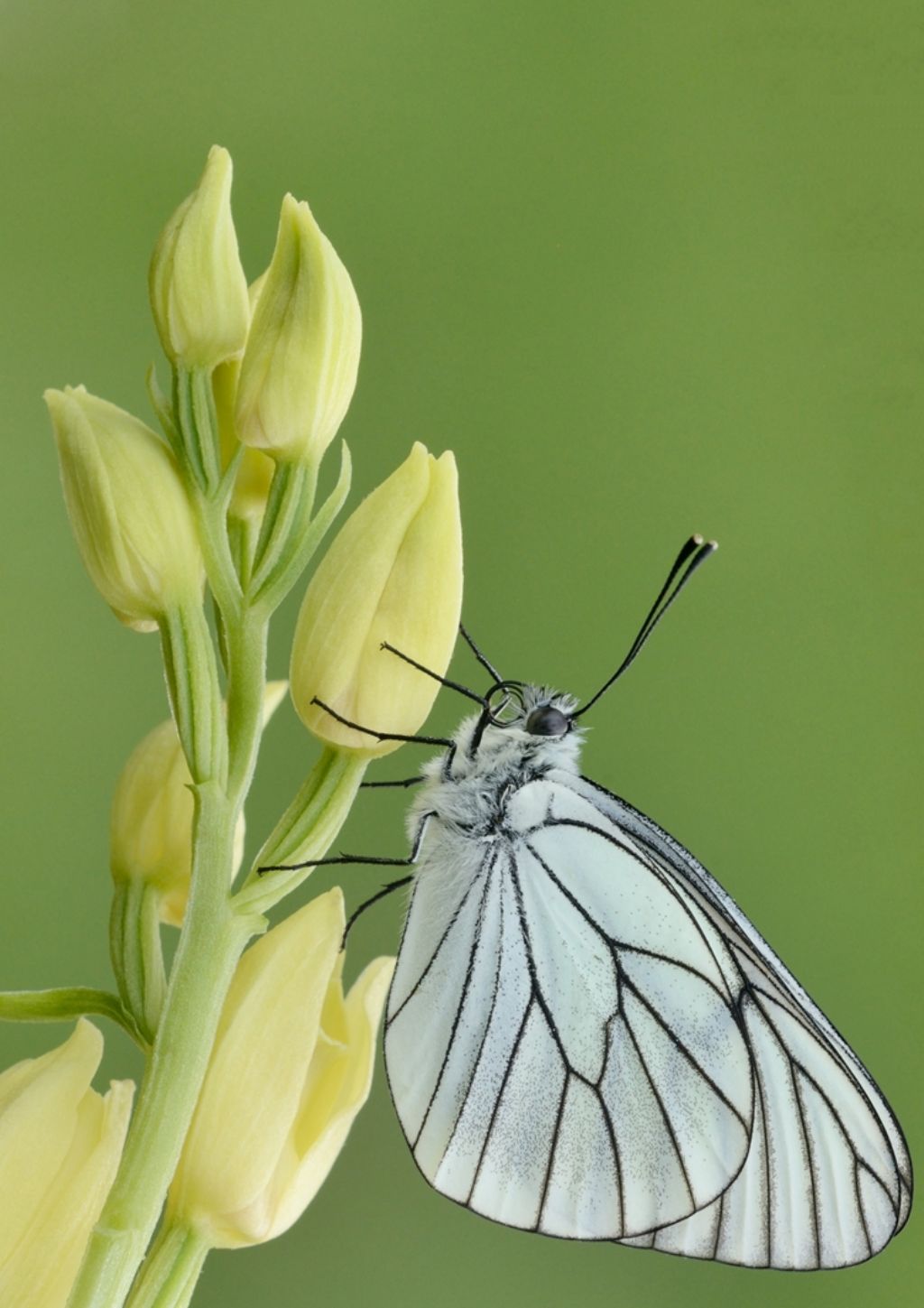 Cephalanthera damasonium / Cefalantera bianca