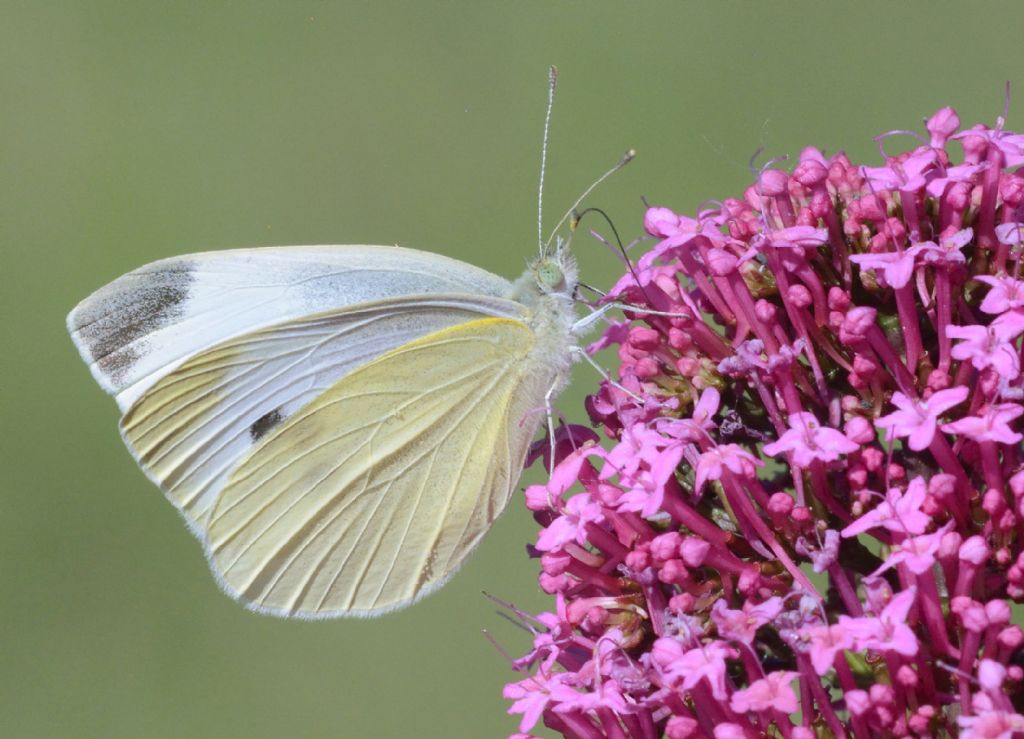 Cavolaia minore: Pieris rapae